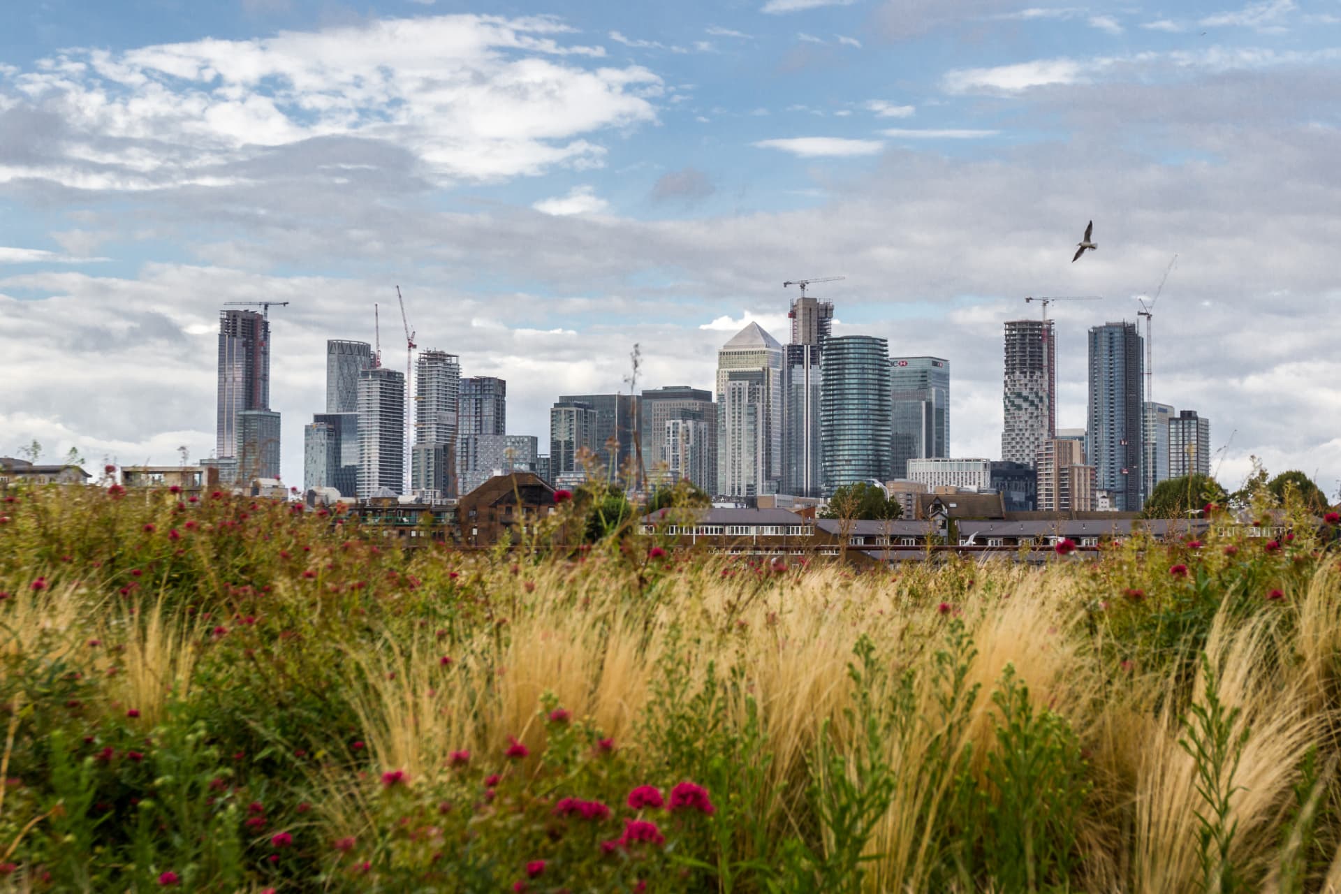 Canary Wharf skyline behind wild grasses and flowers