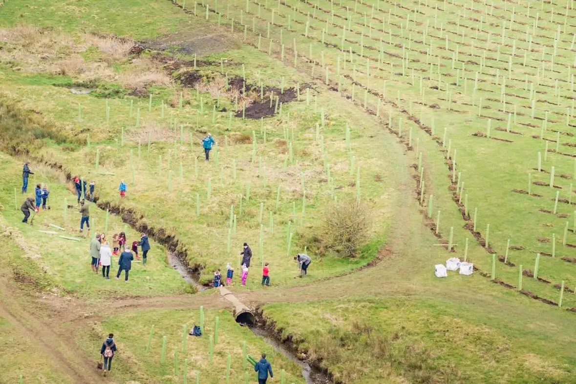 Aerial view of volunteers planting rows of young trees on a hillside at Broughton Sanctuary, Yorkshire Dales